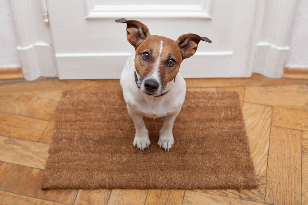 Doggie Door for Your Furry Family Member